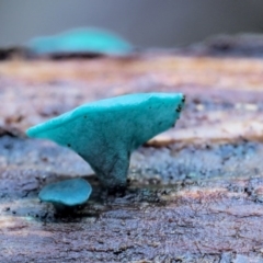 Chlorociboria (An elfcup fungus) at Namadgi National Park - 23 Jun 2020 by KenT