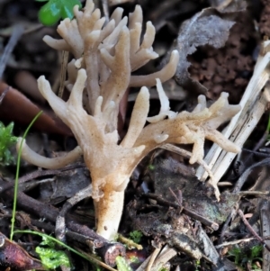 Clavulina sp. at Cotter River, ACT - 4 Jun 2020