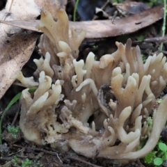 Clavulina sp. at Cotter River, ACT - 4 Jun 2020