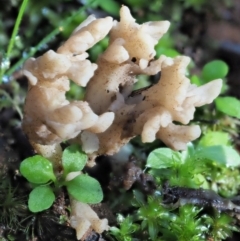 Clavulina sp. at Cotter River, ACT - 4 Jun 2020