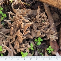 Clavulina sp. at Cotter River, ACT - 4 Jun 2020