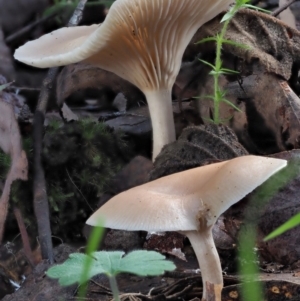 Clitocybe s. l. at Cotter River, ACT - 3 Jun 2020 01:05 PM