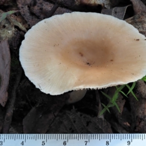 Clitocybe s. l. at Cotter River, ACT - 3 Jun 2020 01:05 PM