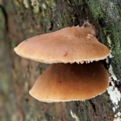 Crepidotus sp. (Crepidotus) at Namadgi National Park - 23 Jun 2020 by KenT