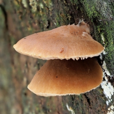 Crepidotus sp. (Crepidotus) at Cotter River, ACT - 23 Jun 2020 by KenT