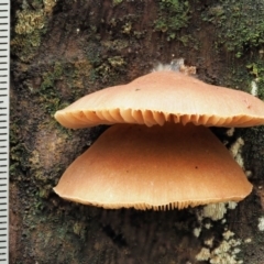 Crepidotus sp. at Cotter River, ACT - 23 Jun 2020 03:12 PM