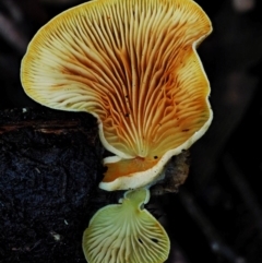 Crepidotus sp. (Crepidotus) at Namadgi National Park - 4 Jun 2020 by KenT