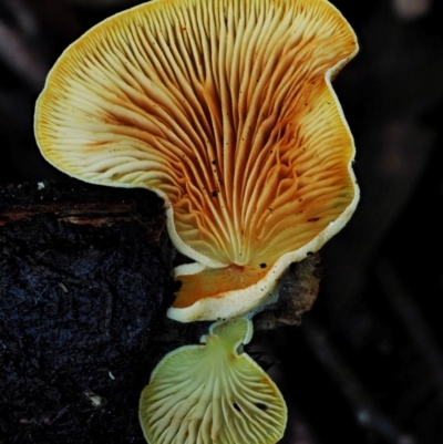 Crepidotus sp. (Crepidotus) at Namadgi National Park - 4 Jun 2020 by KenT