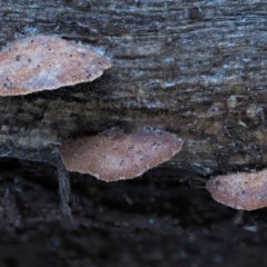 Deconica horizontalis at Cotter River, ACT - 4 Jun 2020