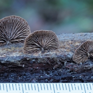 Deconica horizontalis at Cotter River, ACT - 4 Jun 2020