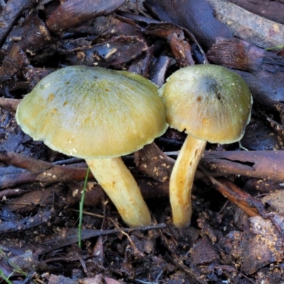 Cortinarius austrovenetus (Green Skinhead) at Cotter River, ACT - 4 Jun 2020 by KenT