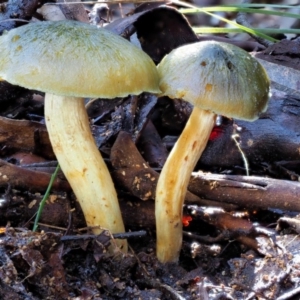 Cortinarius austrovenetus at Cotter River, ACT - 4 Jun 2020