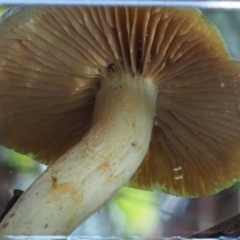 Cortinarius austrovenetus at Cotter River, ACT - 4 Jun 2020