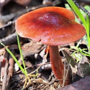 Dermocybe sp. at Cotter River, ACT - 3 Jun 2020 12:01 PM