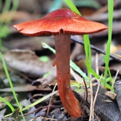 Dermocybe sp. at Cotter River, ACT - 3 Jun 2020 12:01 PM