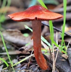 Dermocybe sp. at Cotter River, ACT - 3 Jun 2020 12:01 PM