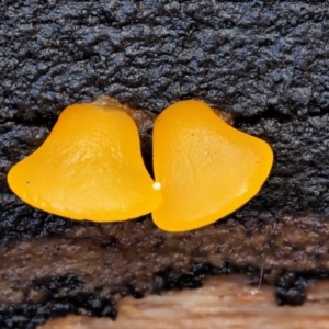 Heterotextus sp. at Cotter River, ACT - 23 Jun 2020