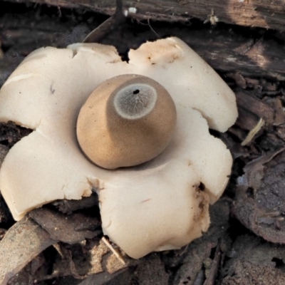 Geastrum sp. (Geastrum sp.) at Cotter River, ACT - 4 Jun 2020 by KenT