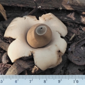 Geastrum sp. at Cotter River, ACT - 4 Jun 2020 01:12 PM