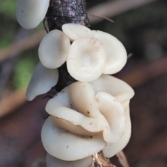 Hymenoscyphus at Cotter River, ACT - 3 Jun 2020 by KenT