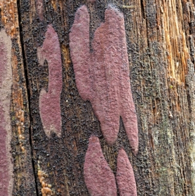 Hypoxylon sp. at Cotter River, ACT - 23 Jun 2020 by KenT