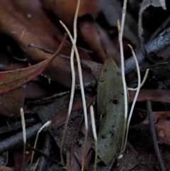 Macrotyphula juncea complex (Fairy Club) at Cotter River, ACT - 4 Jun 2020 by KenT