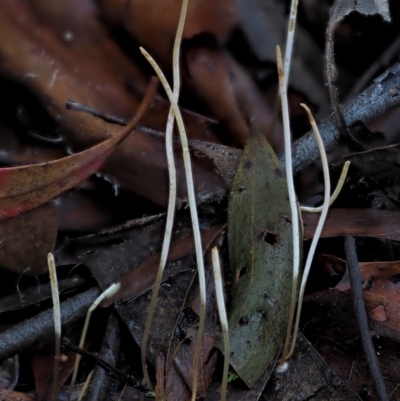 Macrotyphula juncea complex (Fairy Club) at Cotter River, ACT - 4 Jun 2020 by KenT