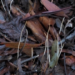 Macrotyphula juncea complex at Cotter River, ACT - 4 Jun 2020 01:47 PM