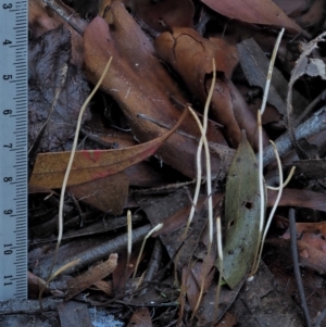 Macrotyphula juncea complex at Cotter River, ACT - 4 Jun 2020 01:47 PM