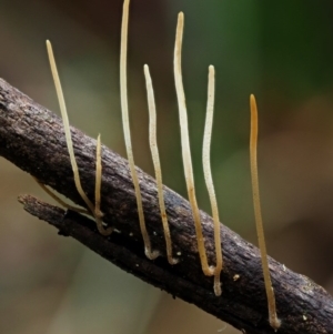 Macrotyphula juncea complex at Cotter River, ACT - 23 Jun 2020