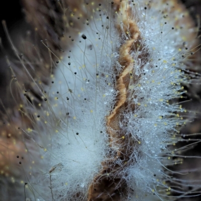 Mucorales (Pin moulds) at Namadgi National Park - 4 Jun 2020 by KenT