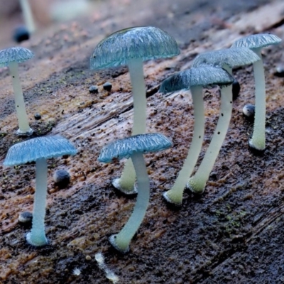 Mycena interrupta (Pixie's Parasol) at Cotter River, ACT - 3 Jun 2020 by KenT