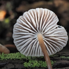 Mycena sp. ‘grey or grey-brown caps’ at Cotter River, ACT - 3 Jun 2020 by KenT