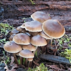 Mycena sp. ‘grey or grey-brown caps’ at Cotter River, ACT - 3 Jun 2020 12:50 PM