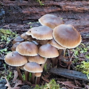 Mycena sp. ‘grey or grey-brown caps’ at Cotter River, ACT - 3 Jun 2020 12:50 PM