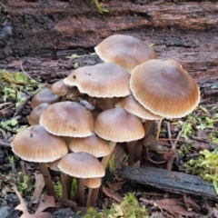 Mycena sp. ‘grey or grey-brown caps’ at Cotter River, ACT - 3 Jun 2020 12:50 PM