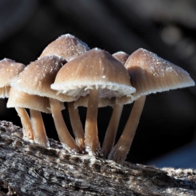 Mycena sp. ‘grey or grey-brown caps’ at Cotter River, ACT - 3 Jun 2020 by KenT