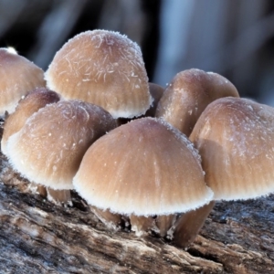 Mycena sp. ‘grey or grey-brown caps’ at Cotter River, ACT - 4 Jun 2020 09:54 AM