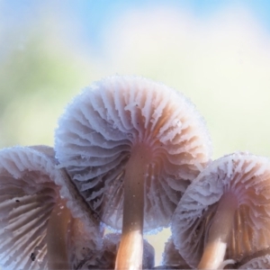 Mycena sp. ‘grey or grey-brown caps’ at Cotter River, ACT - 4 Jun 2020 09:54 AM