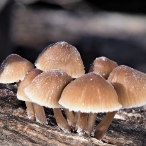 Mycena sp. ‘grey or grey-brown caps’ at Cotter River, ACT - 4 Jun 2020 09:54 AM