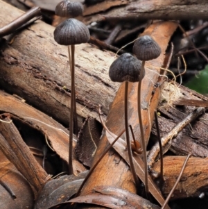 Mycena sp. at Cotter River, ACT - 23 Jun 2020