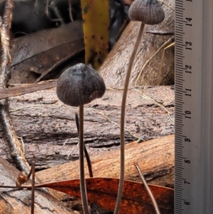 Mycena sp. at Cotter River, ACT - 23 Jun 2020