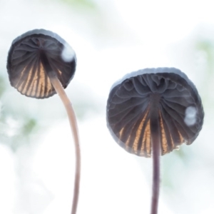 Mycena sp. at Cotter River, ACT - 23 Jun 2020