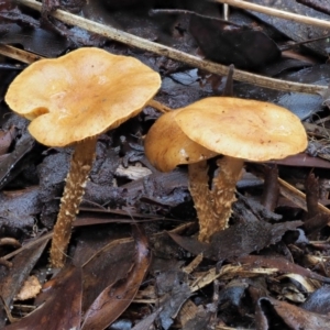 Pholiota sp. at Cotter River, ACT - 23 Jun 2020 02:02 PM