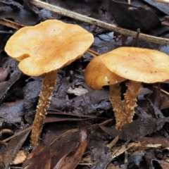 Pholiota sp. at Cotter River, ACT - 23 Jun 2020 02:02 PM