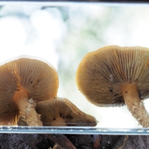 Pholiota sp. at Cotter River, ACT - 23 Jun 2020 02:02 PM