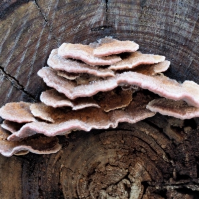 Rhodofomitopsis lilacinogilva complex (Lilac Shelf Fungus) at Cotter River, ACT - 4 Jun 2020 by KenT