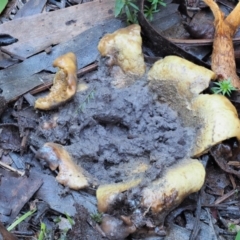 Scleroderma sp. (Scleroderma) at Cotter River, ACT - 3 Jun 2020 by KenT