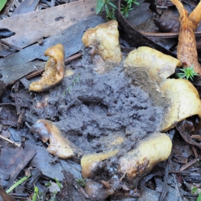 Scleroderma sp. (Scleroderma) at Cotter River, ACT - 3 Jun 2020 by KenT