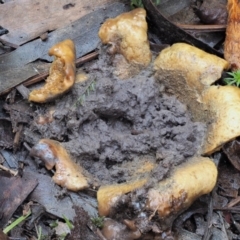 Scleroderma sp. at Cotter River, ACT - 3 Jun 2020 12:19 PM